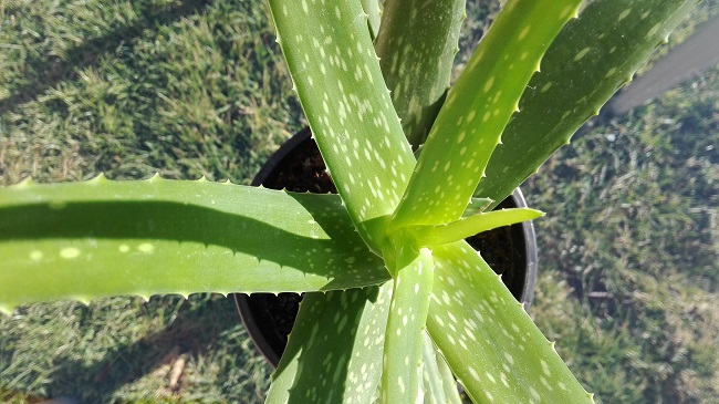Aloe vera különlegessége