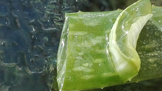 Aloe vera termékek hatásai hogyan fogyasszuk