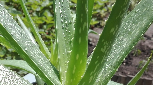 Aloe vera felhasználása