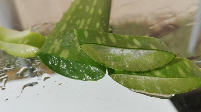Aloe vera káros hatásai
