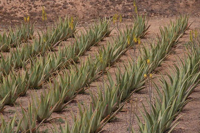 Aloe vera küllönlegessége termesztés és begyűjtés
