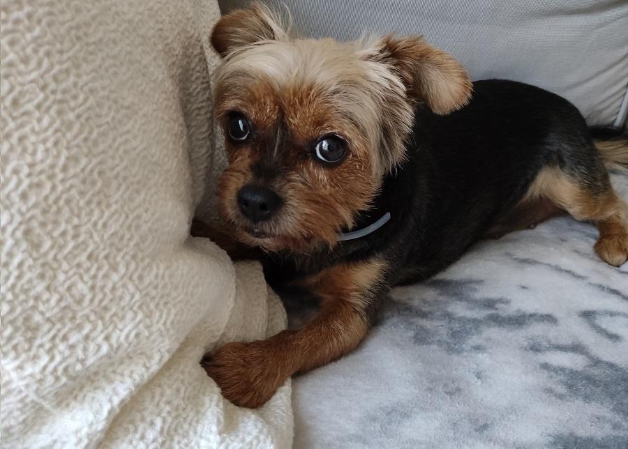 Aloe vera kutyáknak 7 felhasználás 1 figyelmeztetés