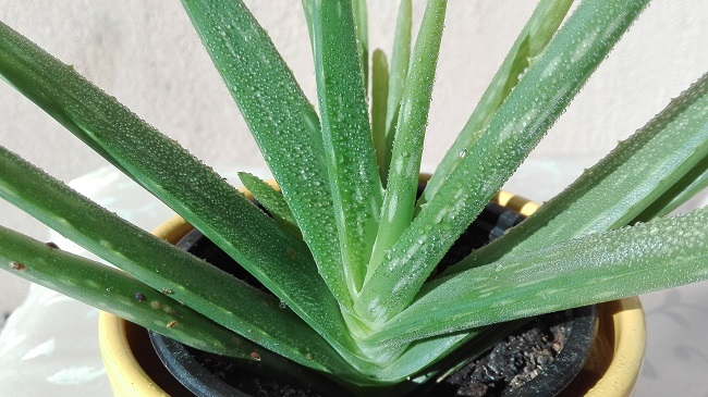 Aloe vera  mint növény