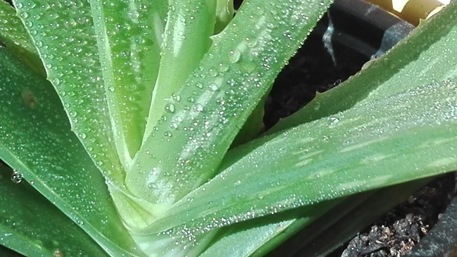 Aloe vera termékek hatásai