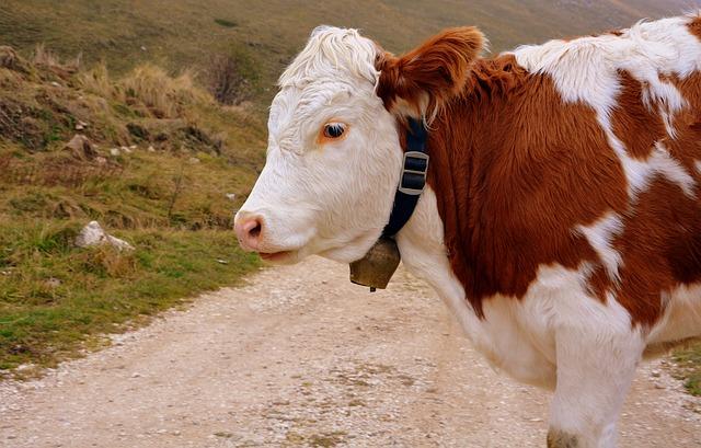 Colostrum mire jó