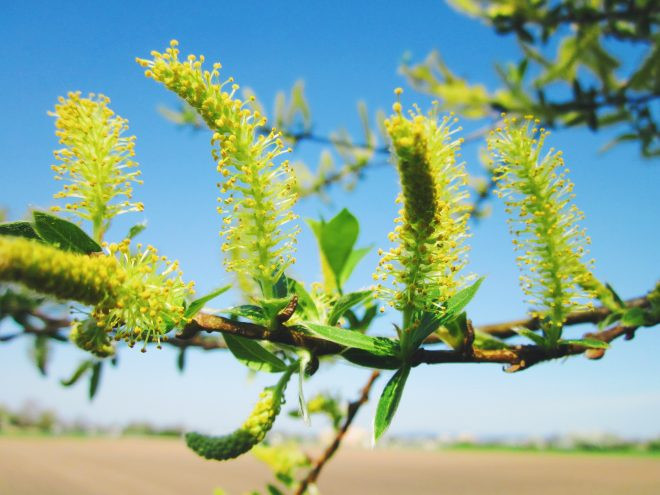 fűzfakéreg kivonat és az aloe az ízület védelméért