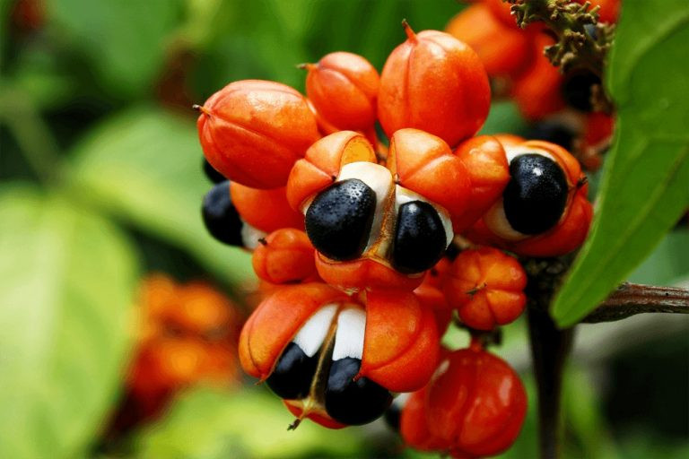 Guarana hatása mire jó