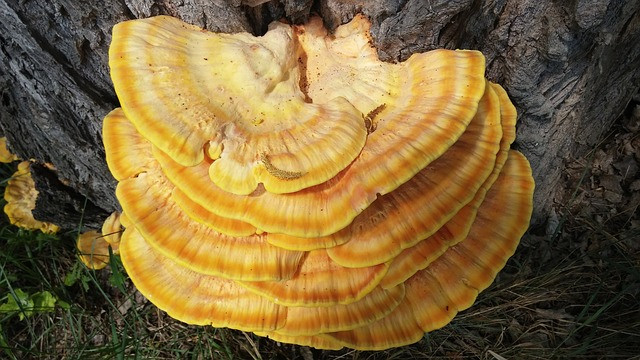 Reishi gomba