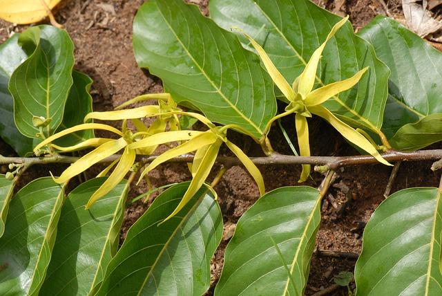 ylang-ylang illóolaj hatása aloe webshop
