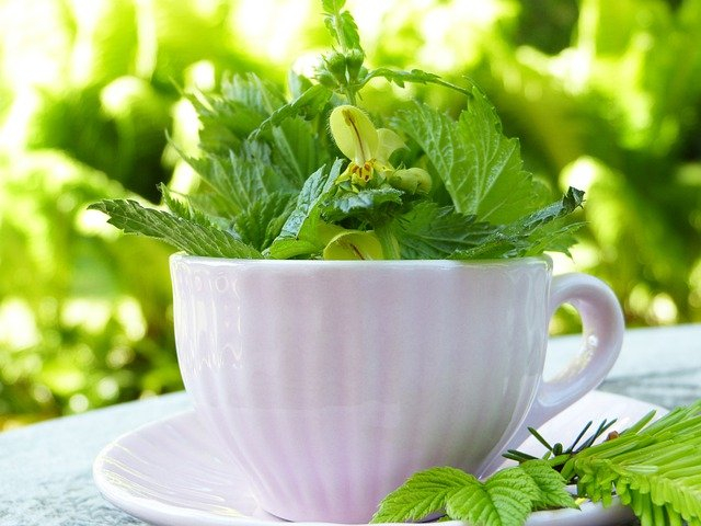 Zöld tea immunerősítés