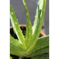 12 érv az aloe vera használata mellett