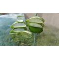 Aloe vera diéta 4 recepttel