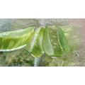 Aloe vera - Gyakran Ismételt Kérdések