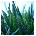 Aloe vera különlegessége