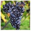Rezveratrol a gyulladáscsökkentő