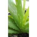 Aloe vera alkalmazása betegségekre