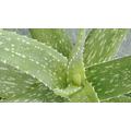 Aloe vera és a cukorbetegség