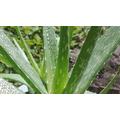 Aloe vera felhasználása