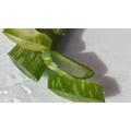 Aloe vera gél használata