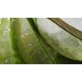 Aloe vera hajra