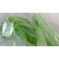 Aloe vera használata