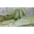 Aloe vera hatása