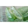 Aloe vera hatóanyagai