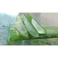 Aloe vera mire jó
