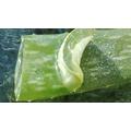 Bárányhimlő és az aloe vera használata