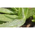 Mire jó az aloe vera spray