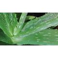 Pontosan mi az Aloe vera hatása?