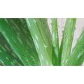 Terítéken az Aloe vera gél ára