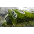 Aloe vera jótékony hatásai