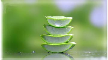 Aloe vera használata hajra