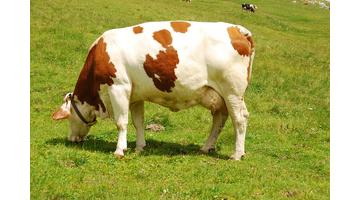 Colostrum amiről tudnod kell