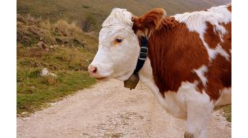 Colostrum mire jó