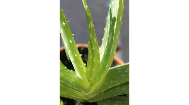 12 érv az aloe vera használata mellett