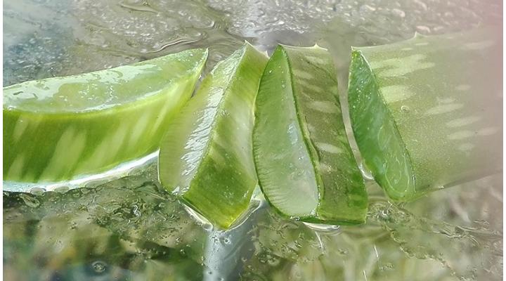 Aloe vera - Gyakran Ismételt Kérdések