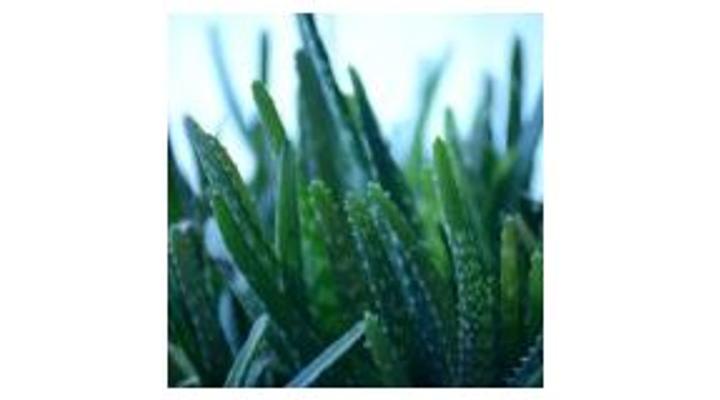 Aloe vera különlegessége