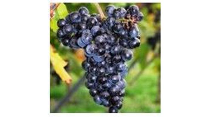 Rezveratrol a gyulladáscsökkentő