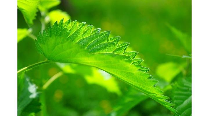 A csalán előnyei és az aloe vera sivera ital