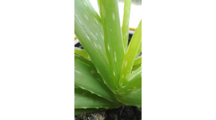 Aloe vera alkalmazása betegségekre
