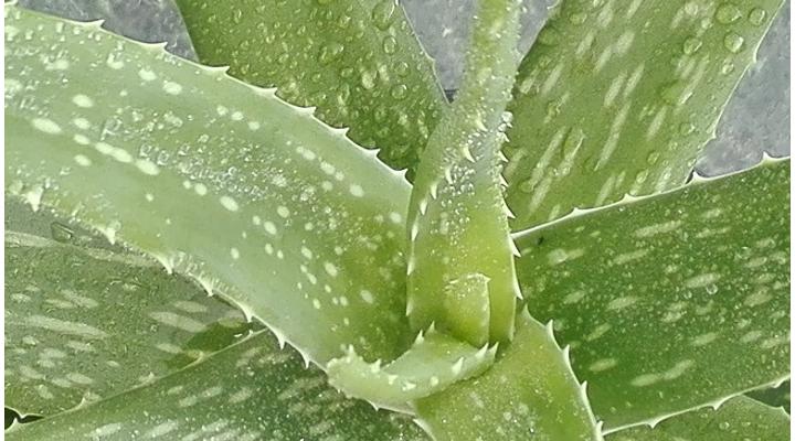 Aloe vera és a cukorbetegség