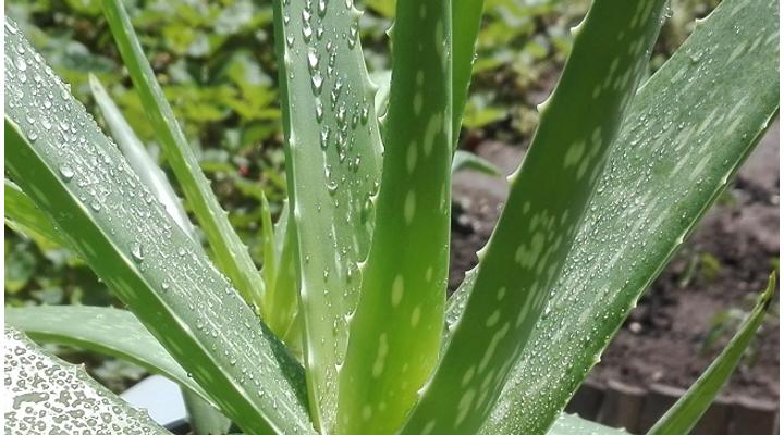 Aloe vera felhasználása