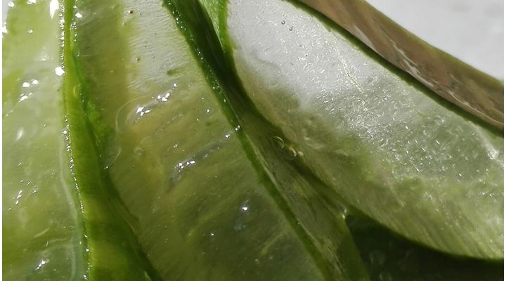 Aloe vera hajra