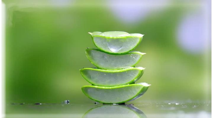 Aloe vera használata hajra