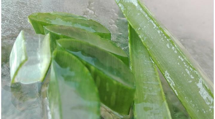 Aloe vera használata