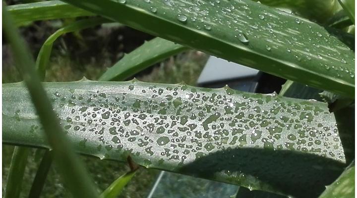 Aloe vera hatása a sebgyógyulásra