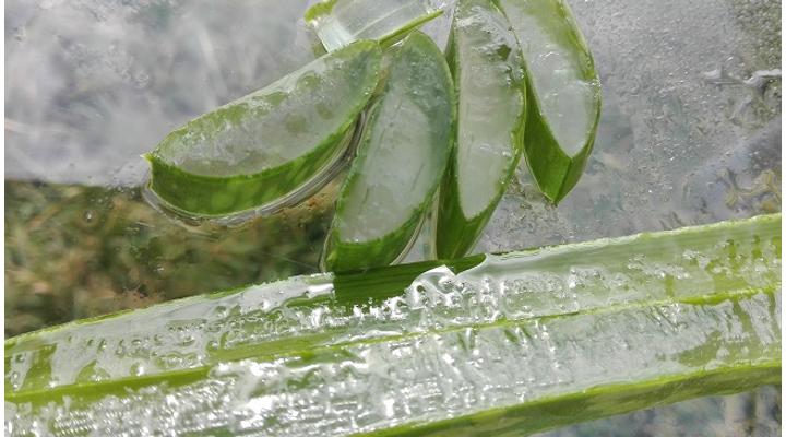 Aloe vera hatása