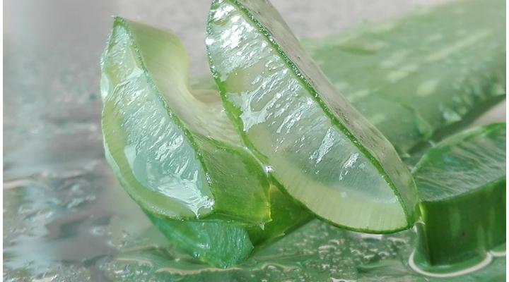 Aloe vera hatóanyagai